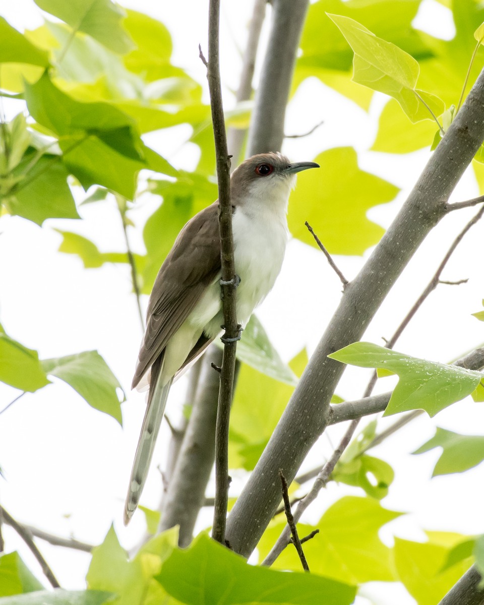 Black-billed Cuckoo - ML57135421