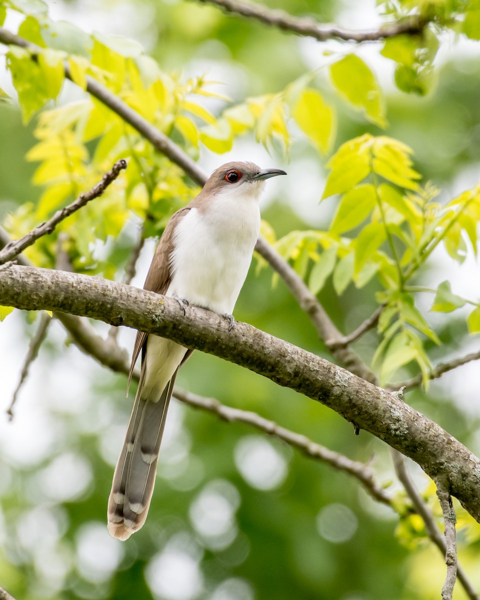 Black-billed Cuckoo - ML57135431