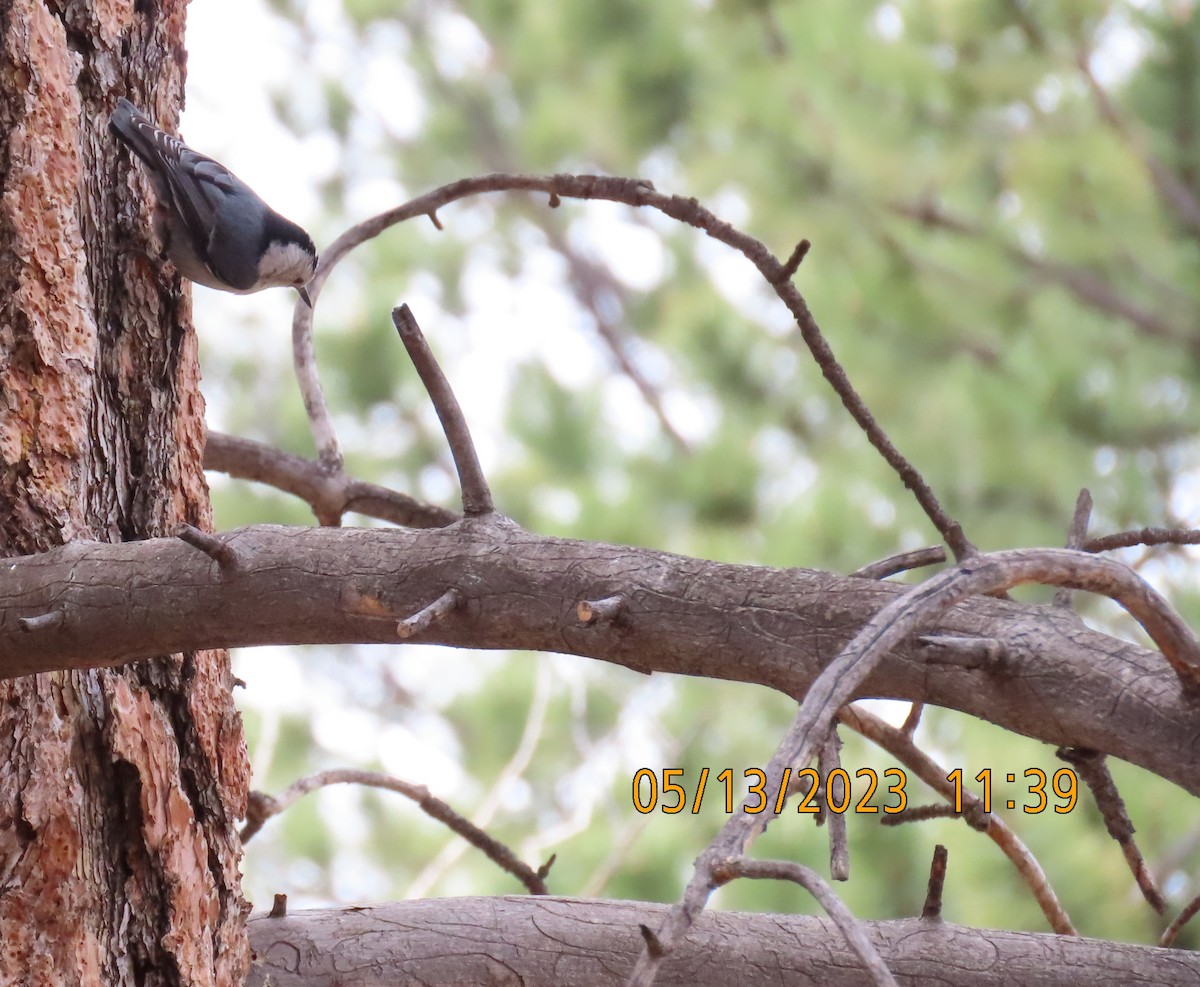 White-breasted Nuthatch - Anonymous