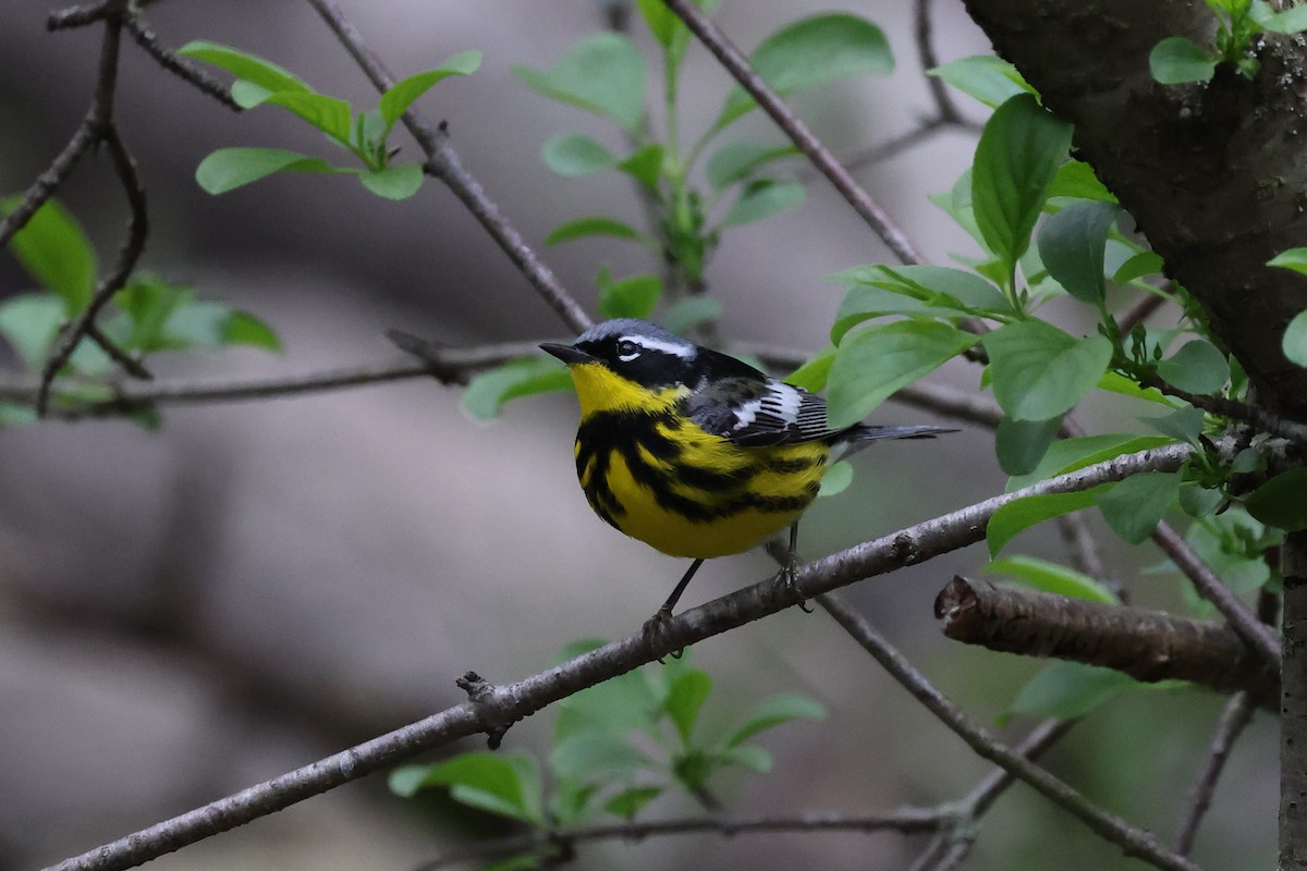 Magnolia Warbler - ML571355401