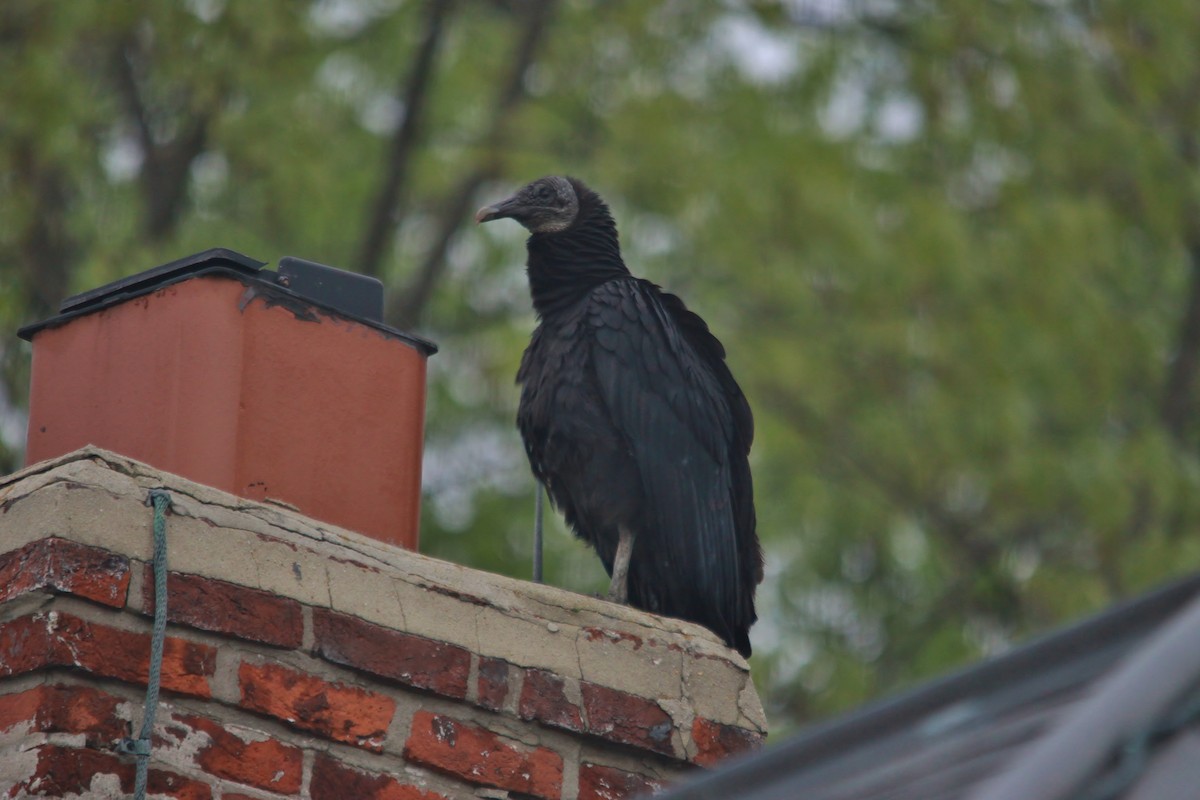 Black Vulture - ML57135541