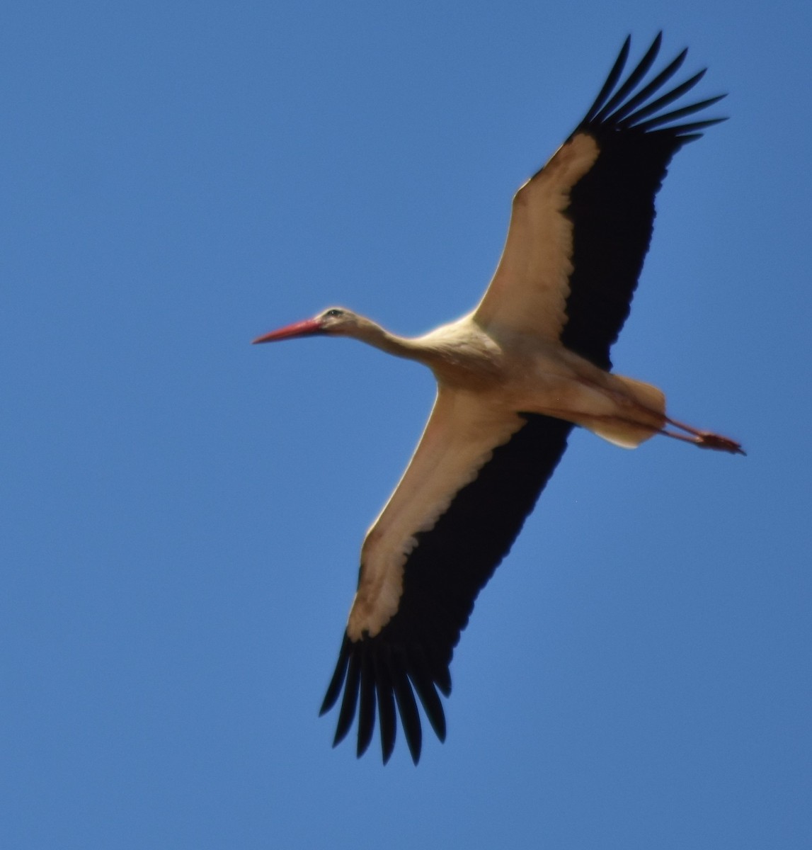 White Stork - ML571357231