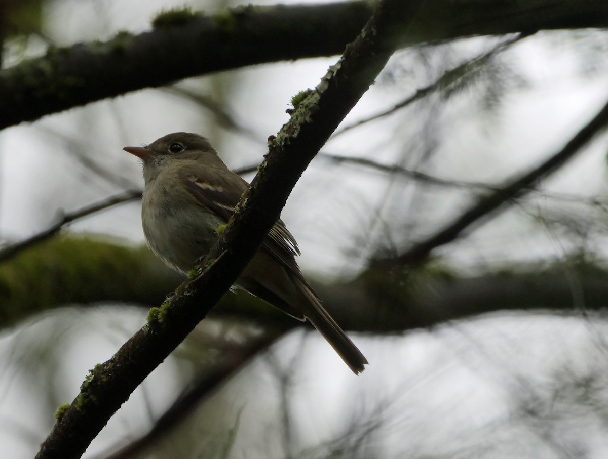 Acadian Flycatcher - ML571358731