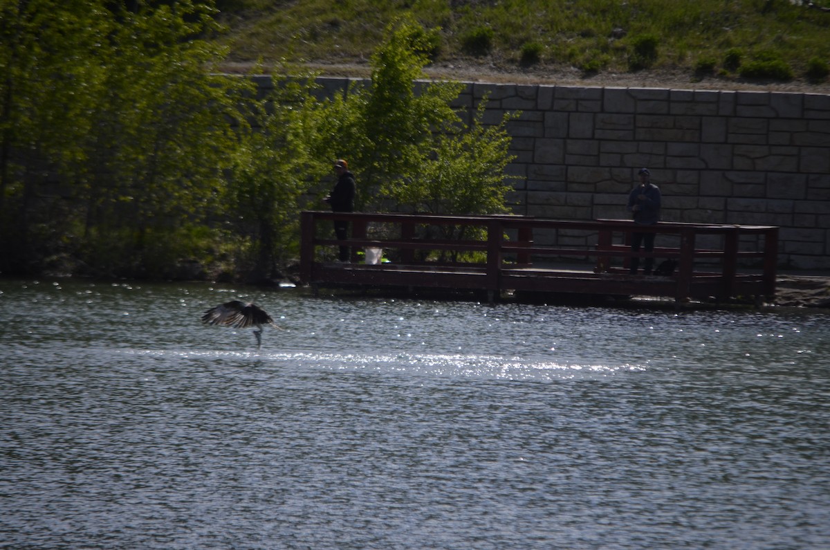 Águila Pescadora - ML571359521