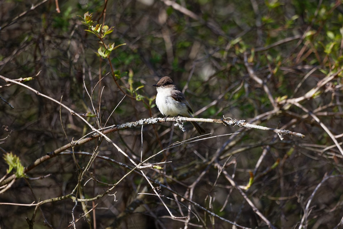 Eastern Phoebe - ML571360371