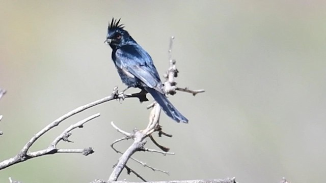 Capulinero Negro - ML571361271