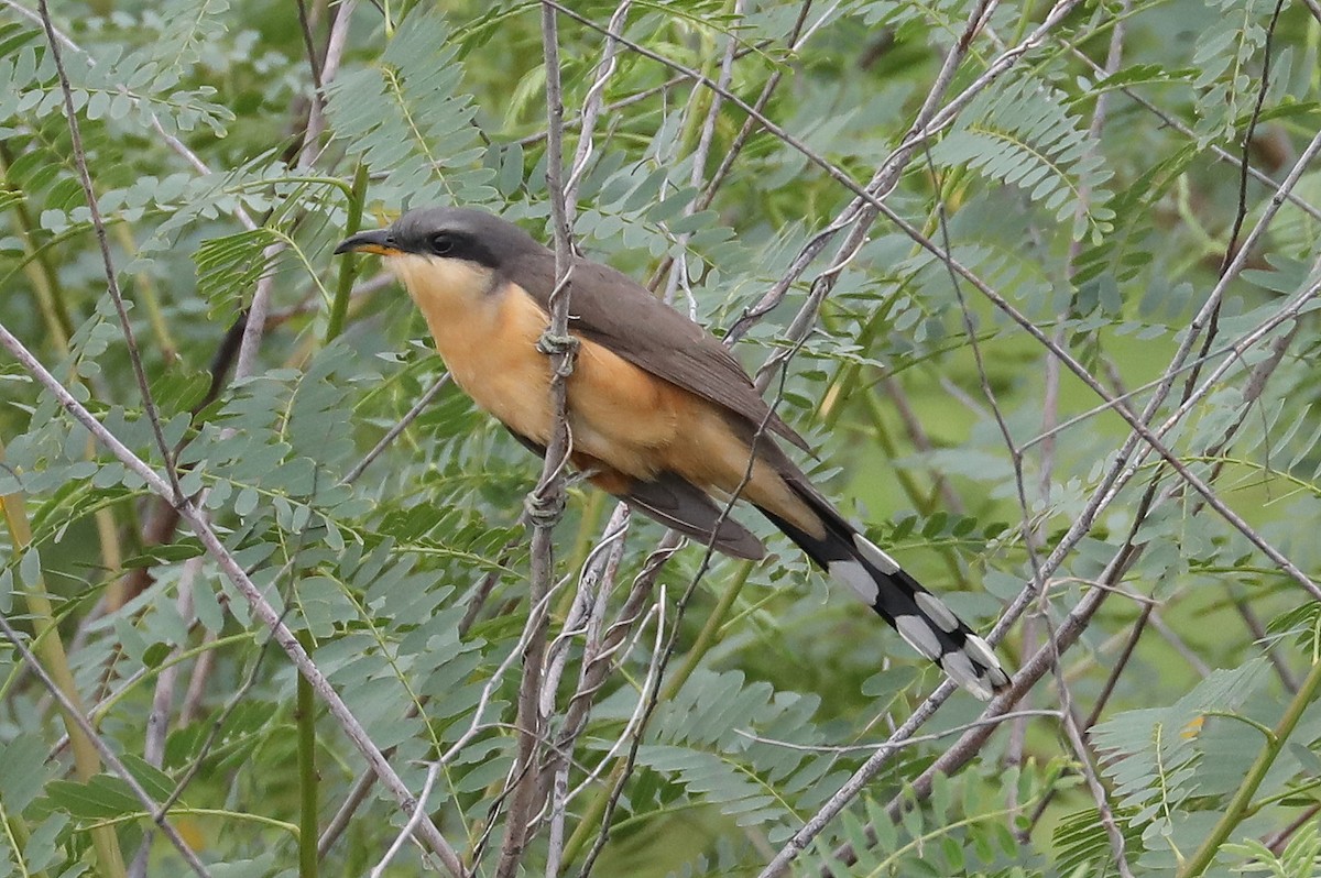 Mangrove Cuckoo - ML571361821