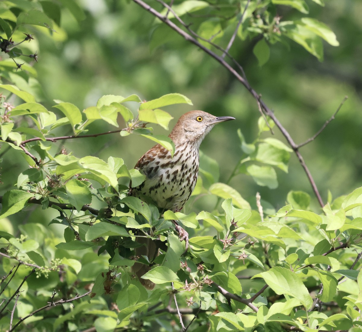 Brown Thrasher - ML571362661