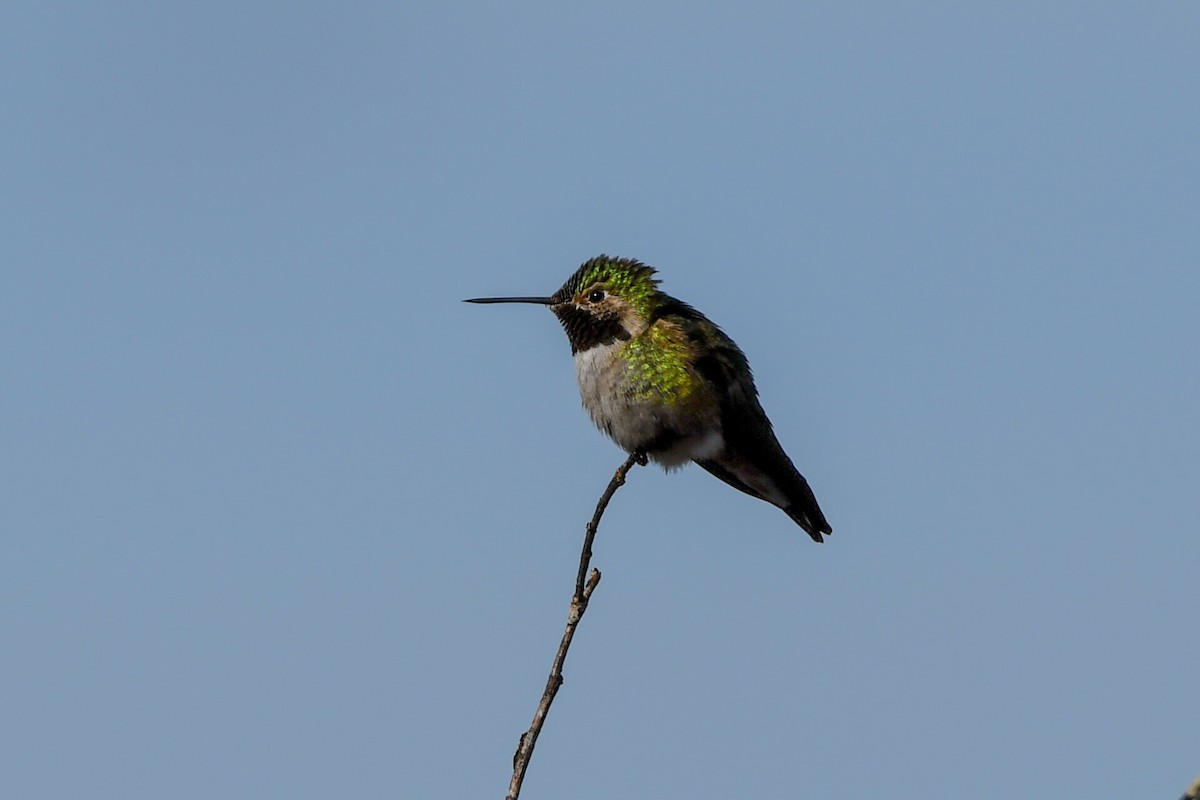 Broad-tailed Hummingbird - ML571362821