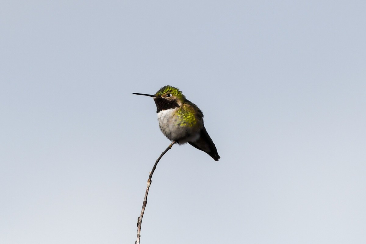 Broad-tailed Hummingbird - ML571362831