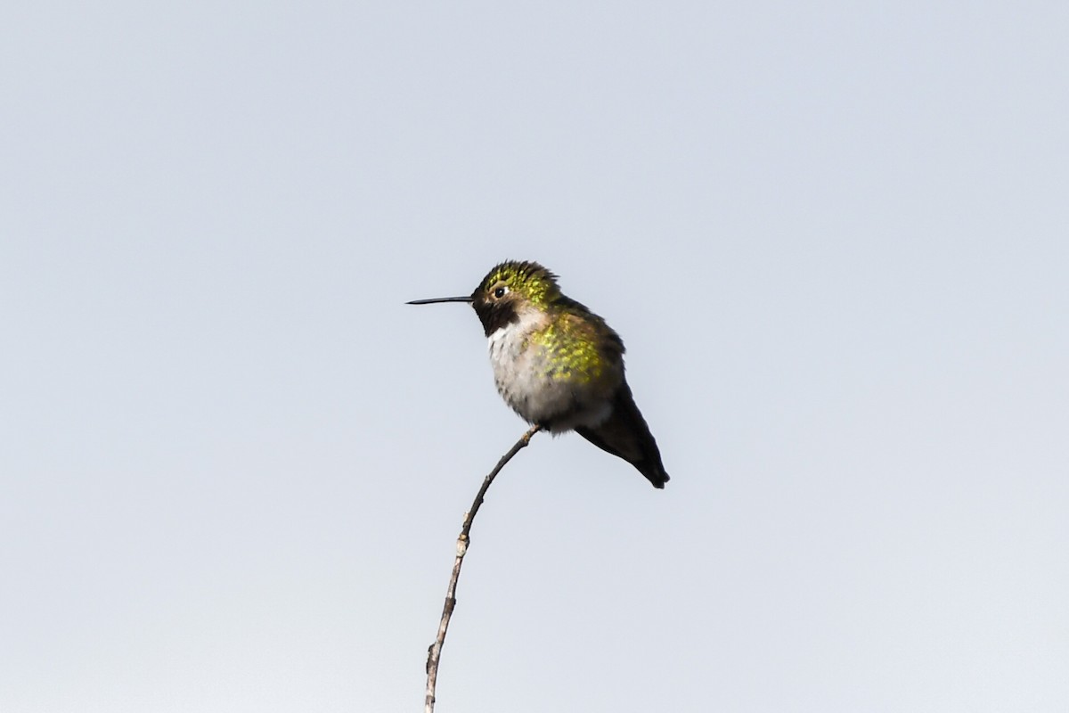 Broad-tailed Hummingbird - Michael Myers