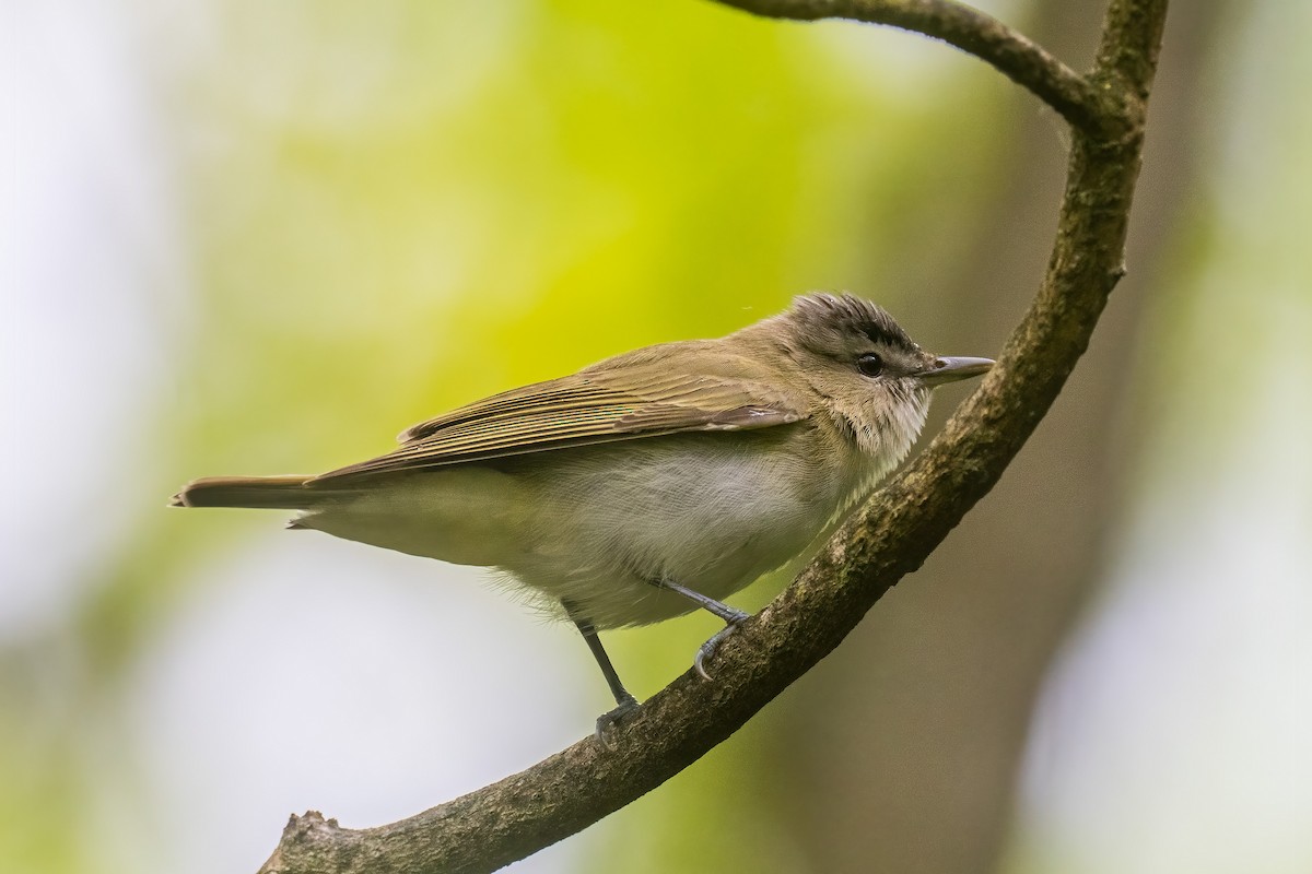 Red-eyed Vireo - ML571362881