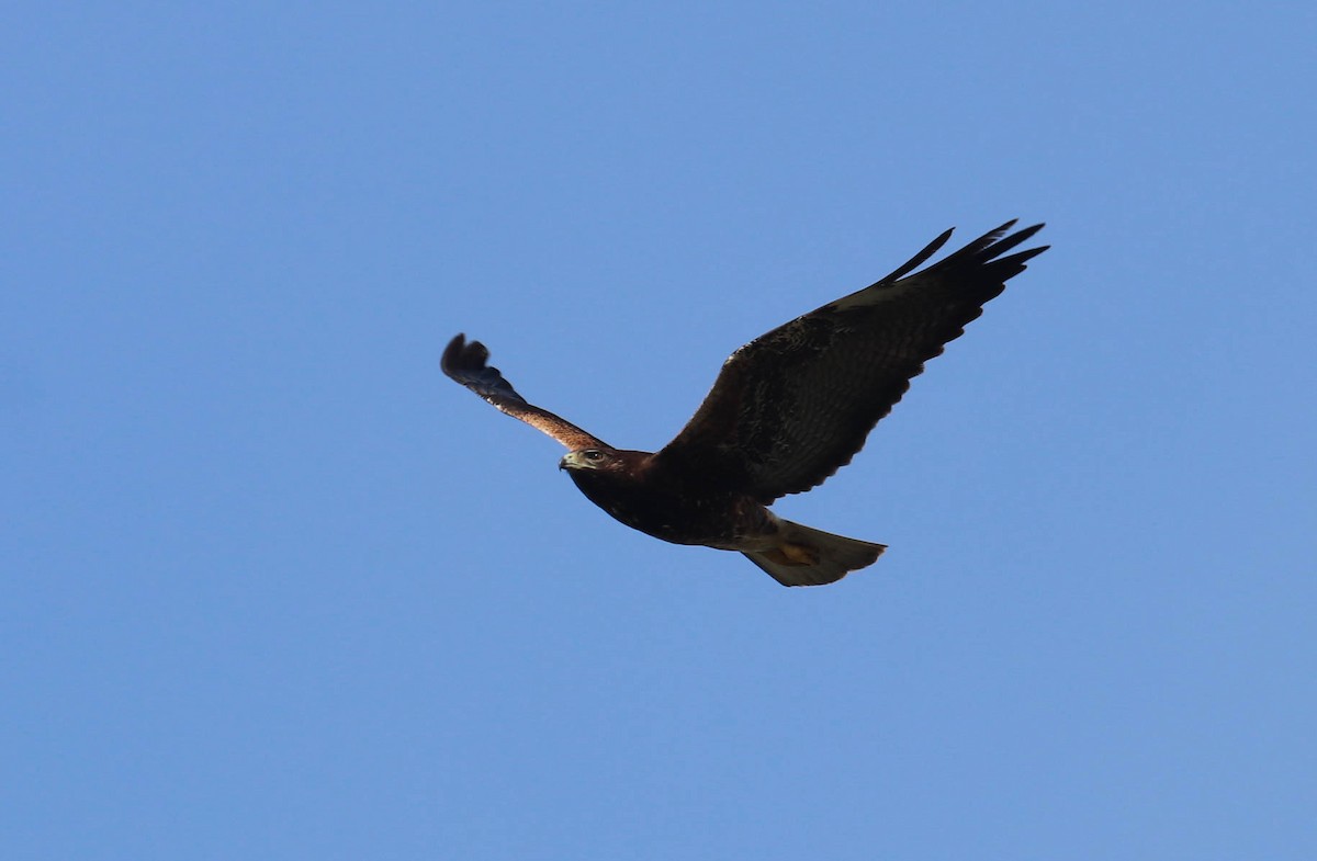 Swainson's Hawk - ML571363471