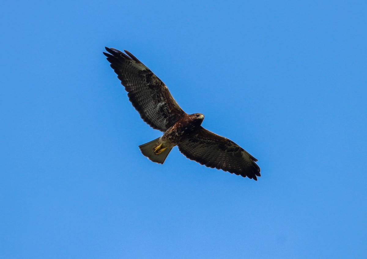 Swainson's Hawk - ML571363491