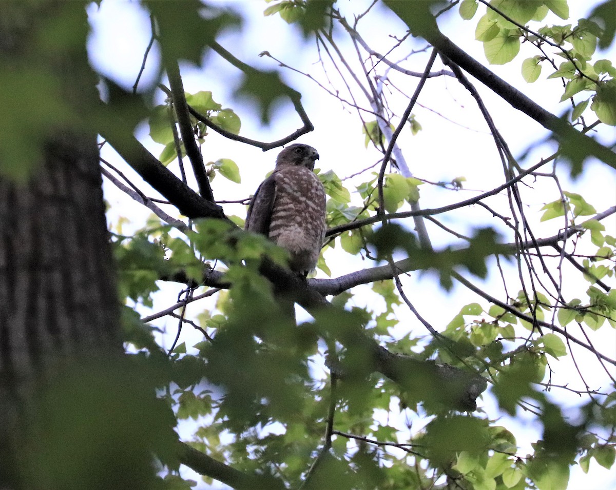 Broad-winged Hawk - ML571364921