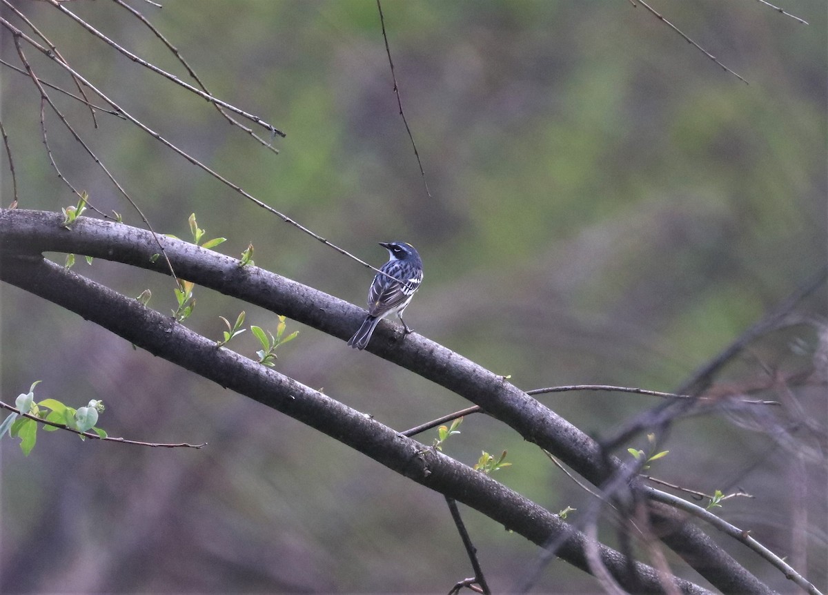 Yellow-rumped Warbler - ML571365151