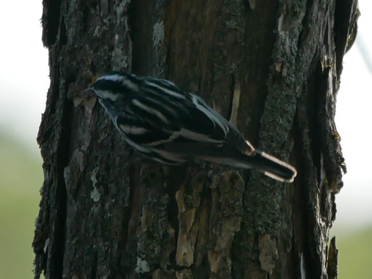 Black-and-white Warbler - ML571366681