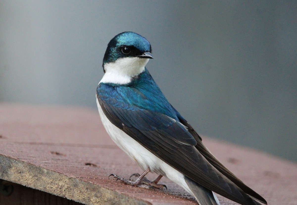 Tree Swallow - ML571367661