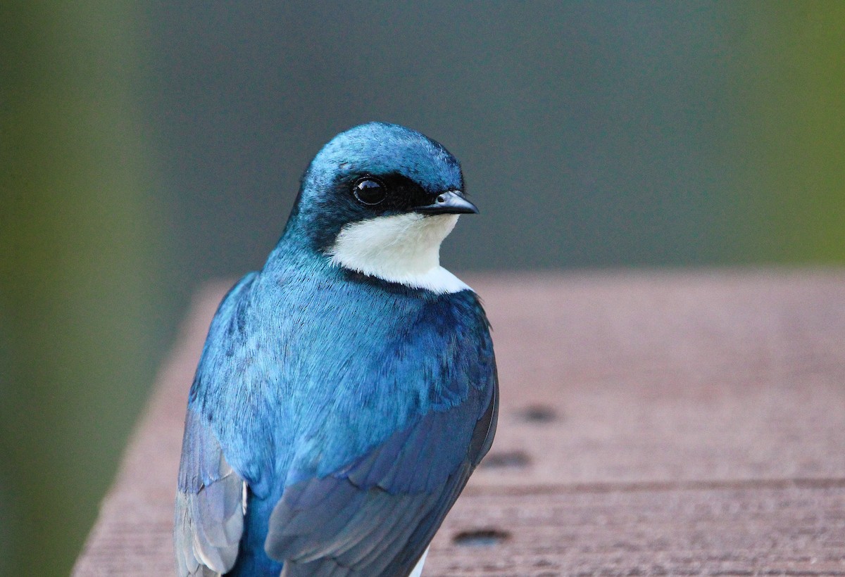 Tree Swallow - ML571367671