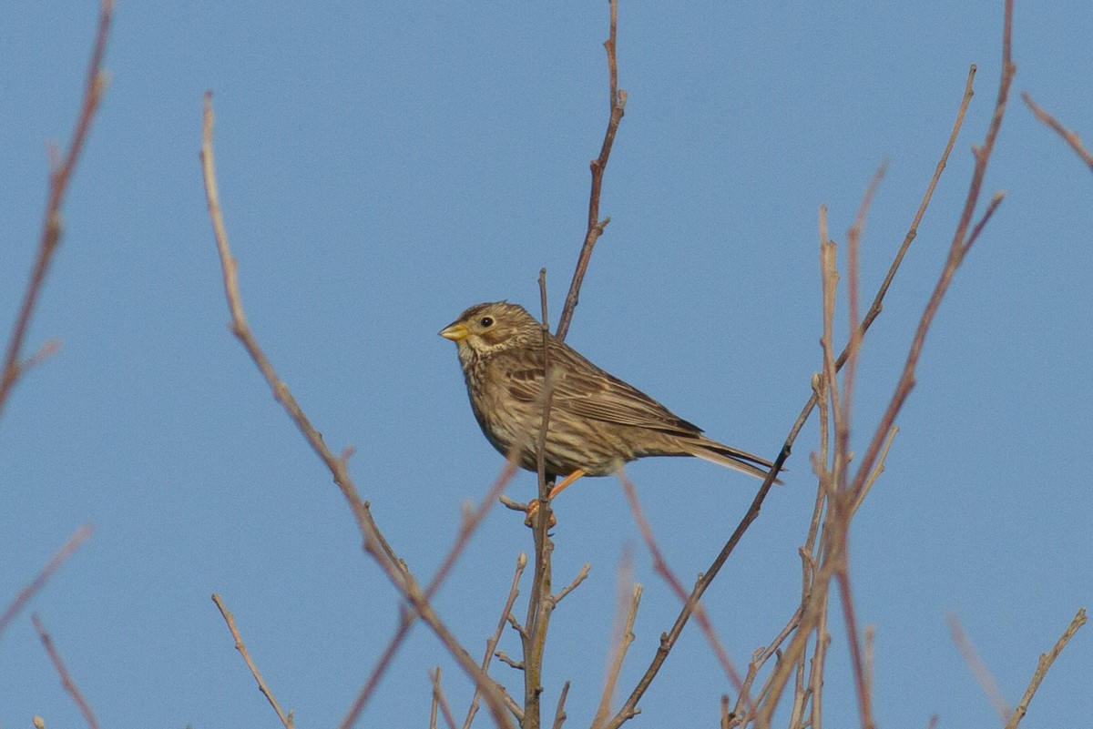 Corn Bunting - Vasco Flores Cruz