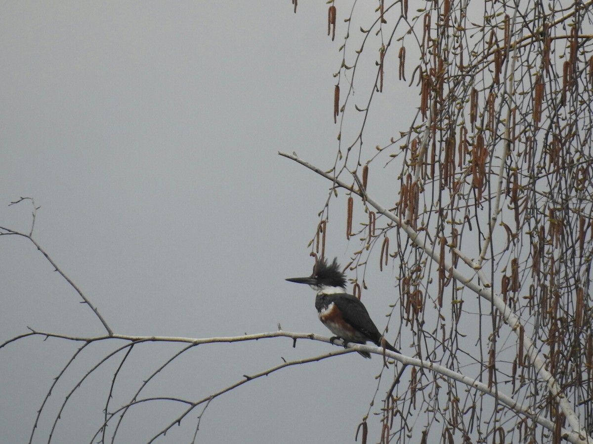 Belted Kingfisher - ML57136891