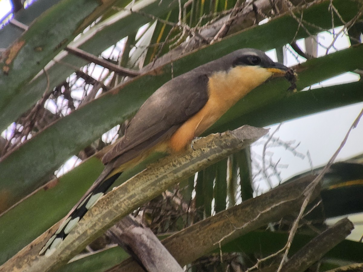 Mangrove Cuckoo - ML571369331