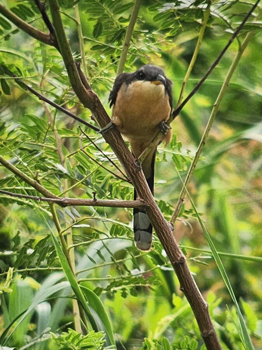 Mangrove Cuckoo - ML571369351