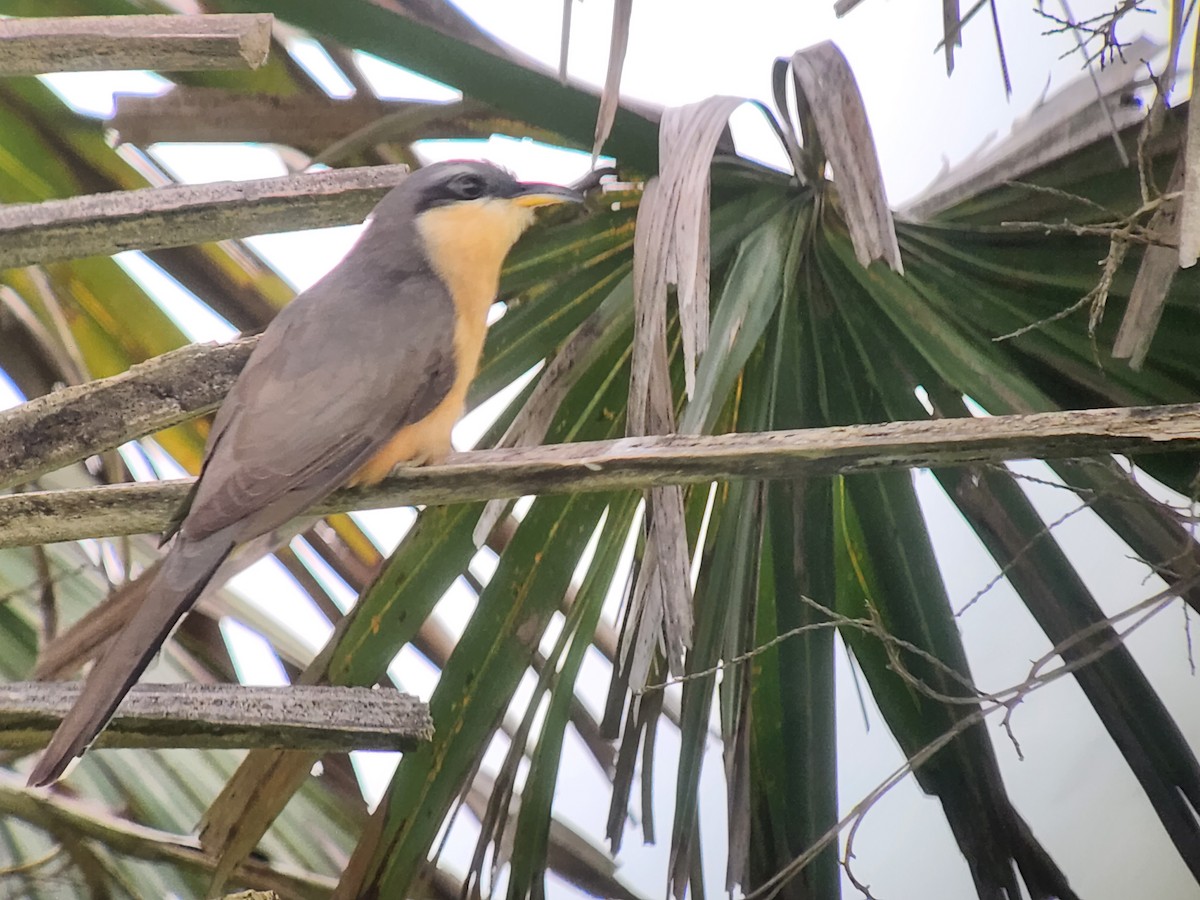Mangrove Cuckoo - ML571369361