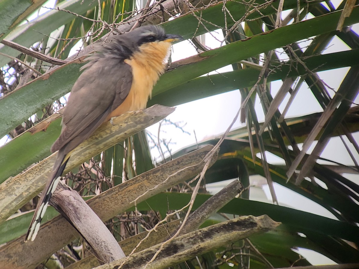 Mangrove Cuckoo - ML571369381