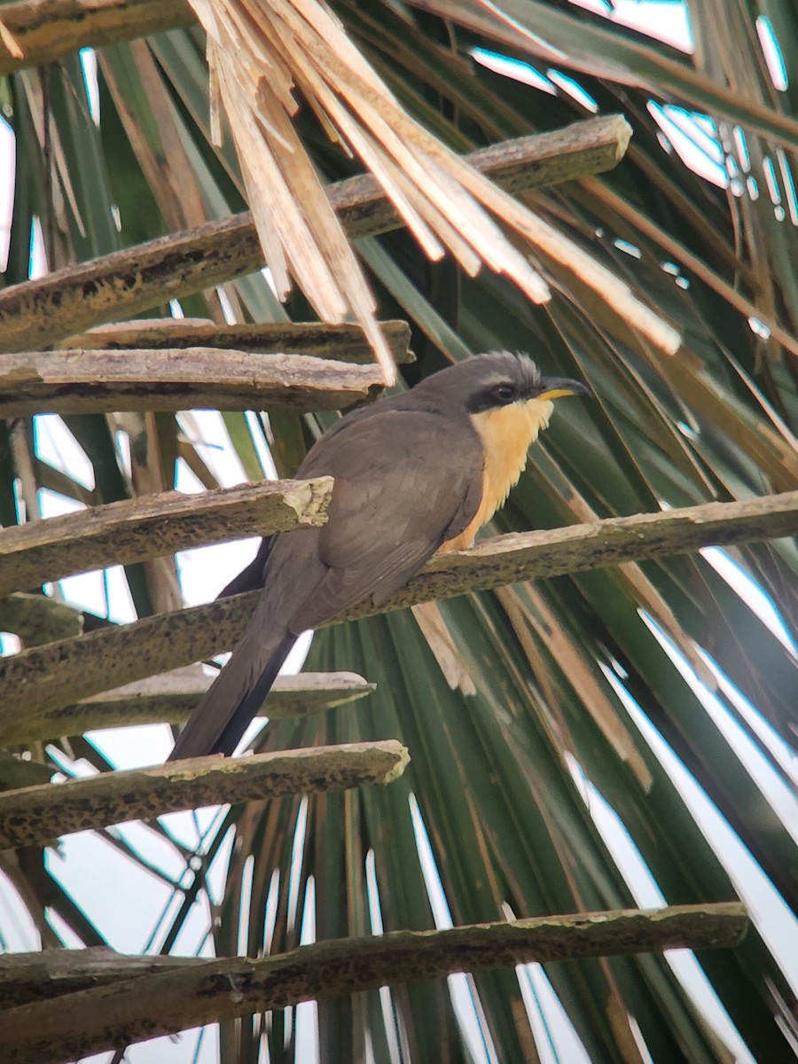 Mangrove Cuckoo - ML571369391