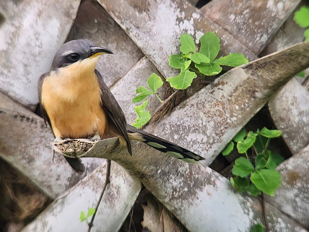 Mangrove Cuckoo - ML571369401