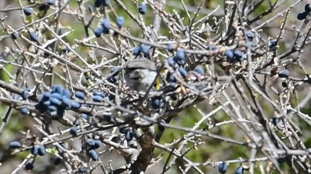 Pájaro Moscón Baloncito - ML571369601