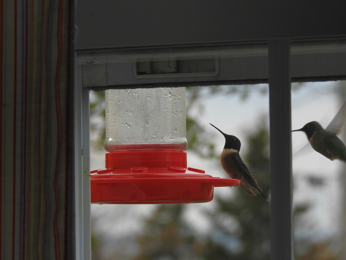 Colibri à gorge rubis - ML571372051