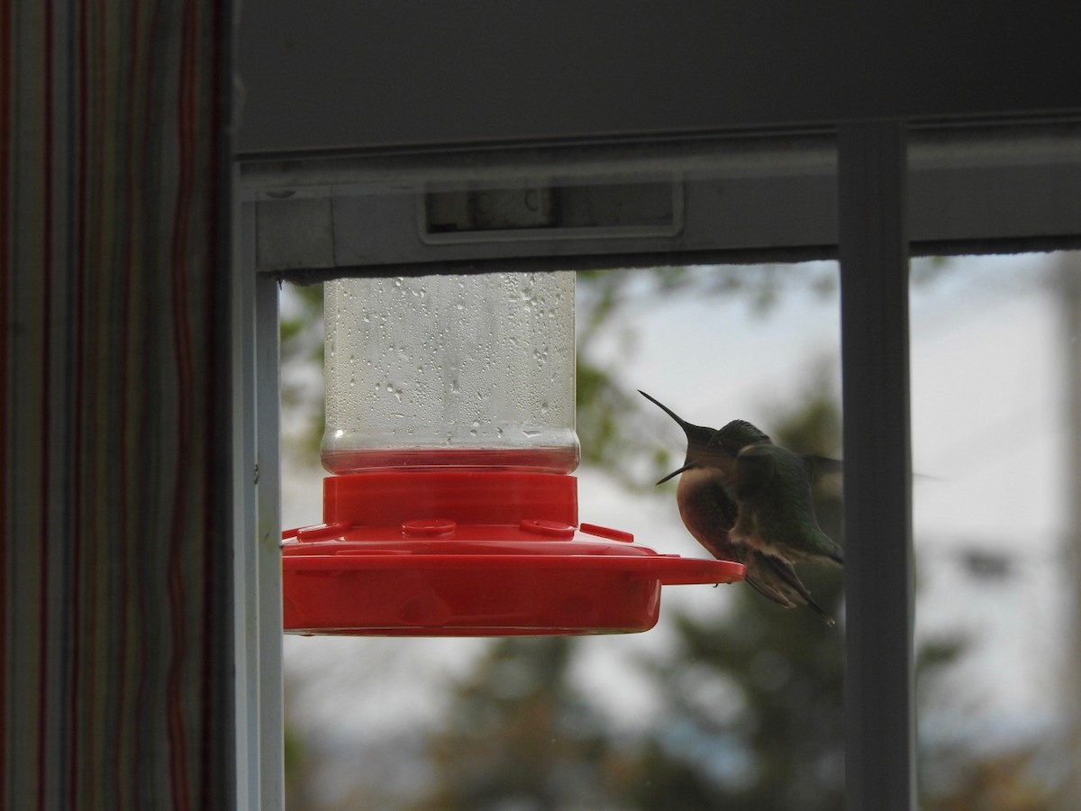 Ruby-throated Hummingbird - ML571372061