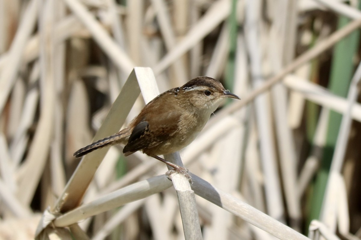 Marsh Wren - ML571373131