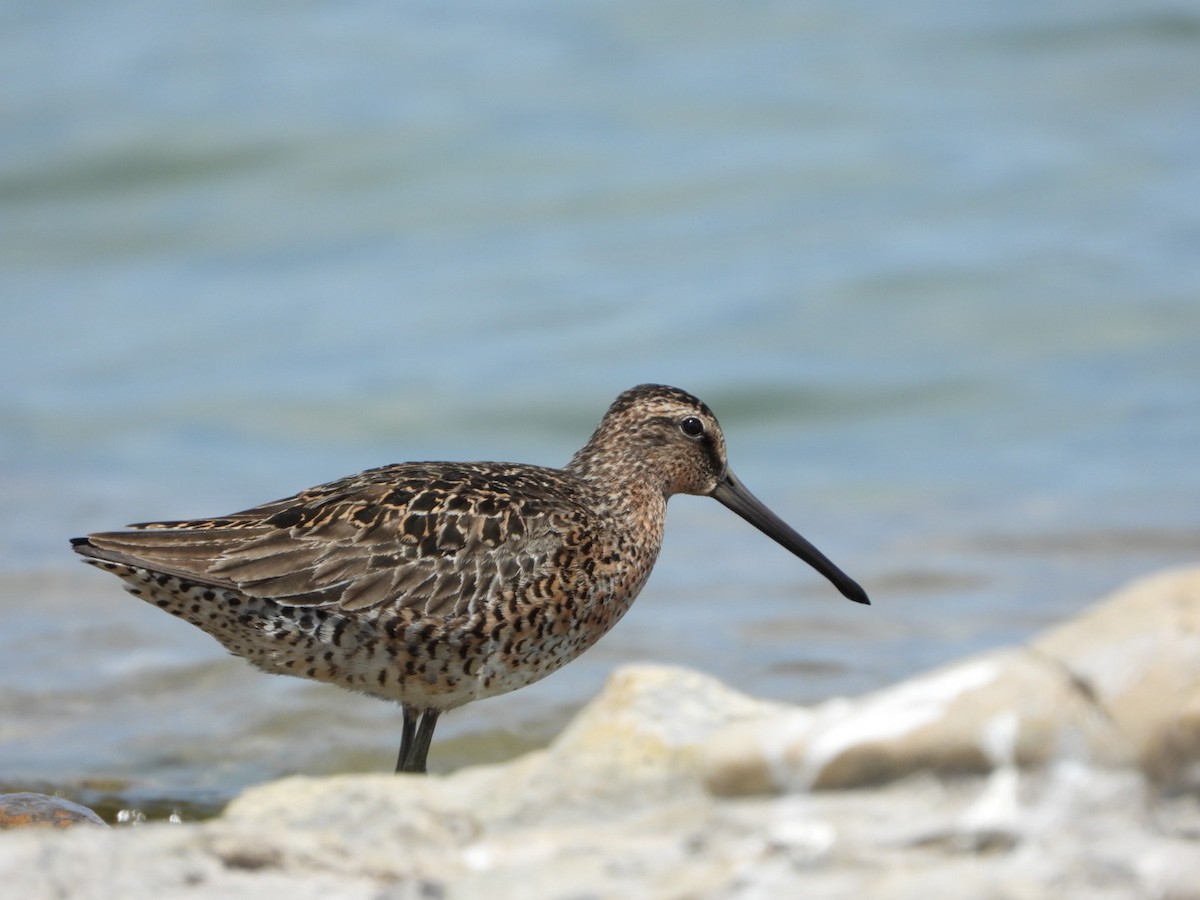 Short-billed Dowitcher - ML571374061