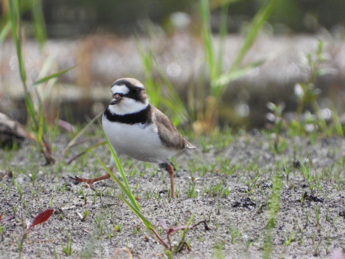 Semipalmated Plover - ML571374731
