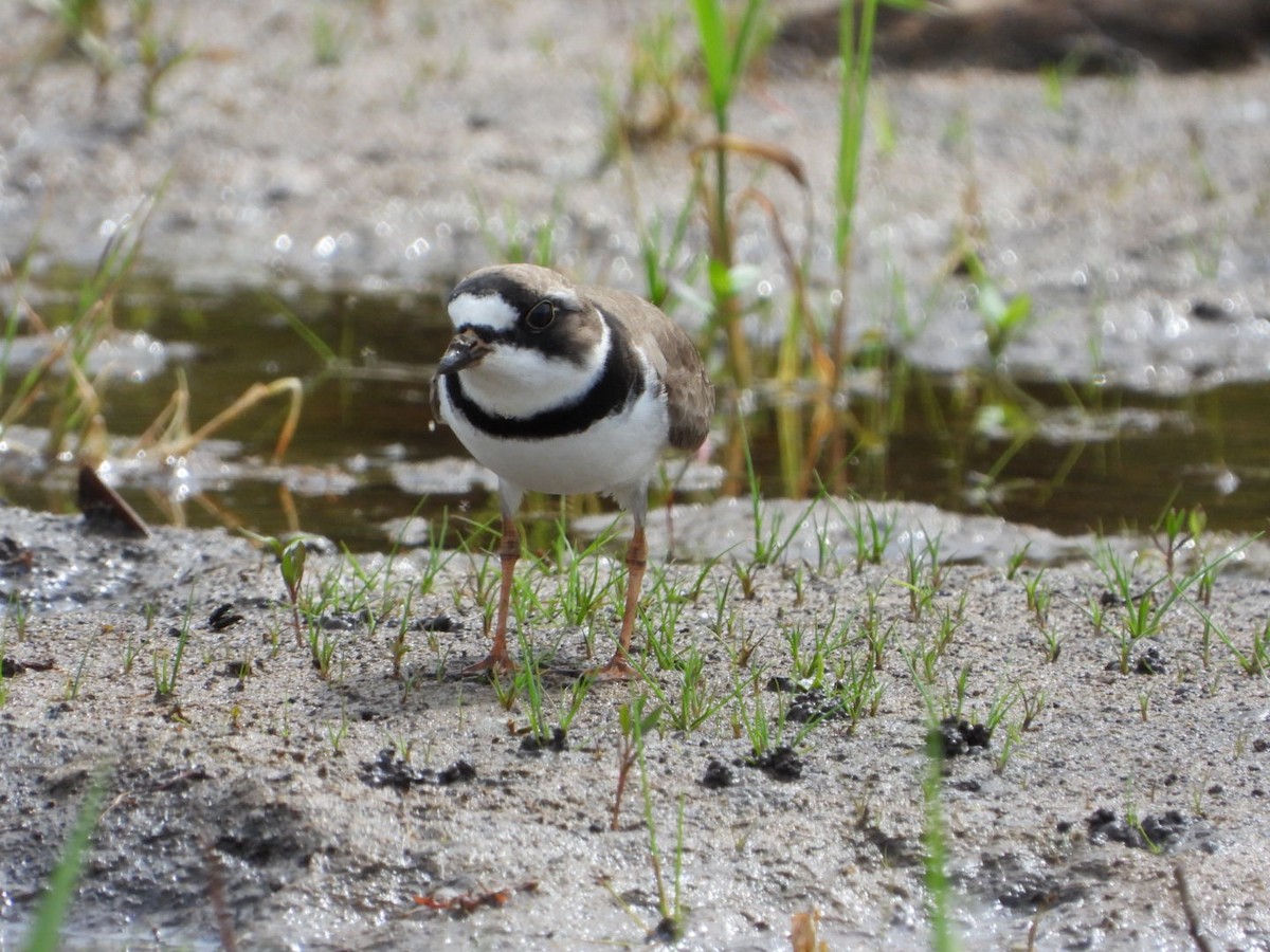 Semipalmated Plover - ML571375131