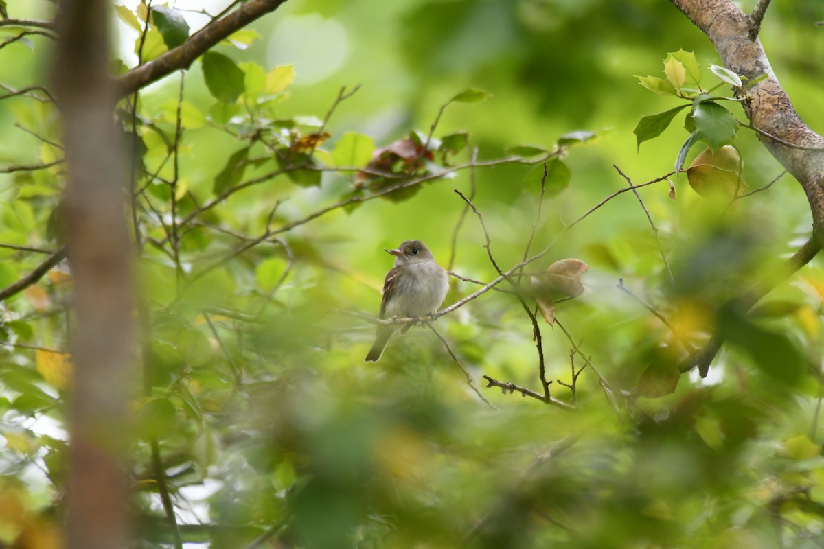 Acadian Flycatcher - Luisa Gunn