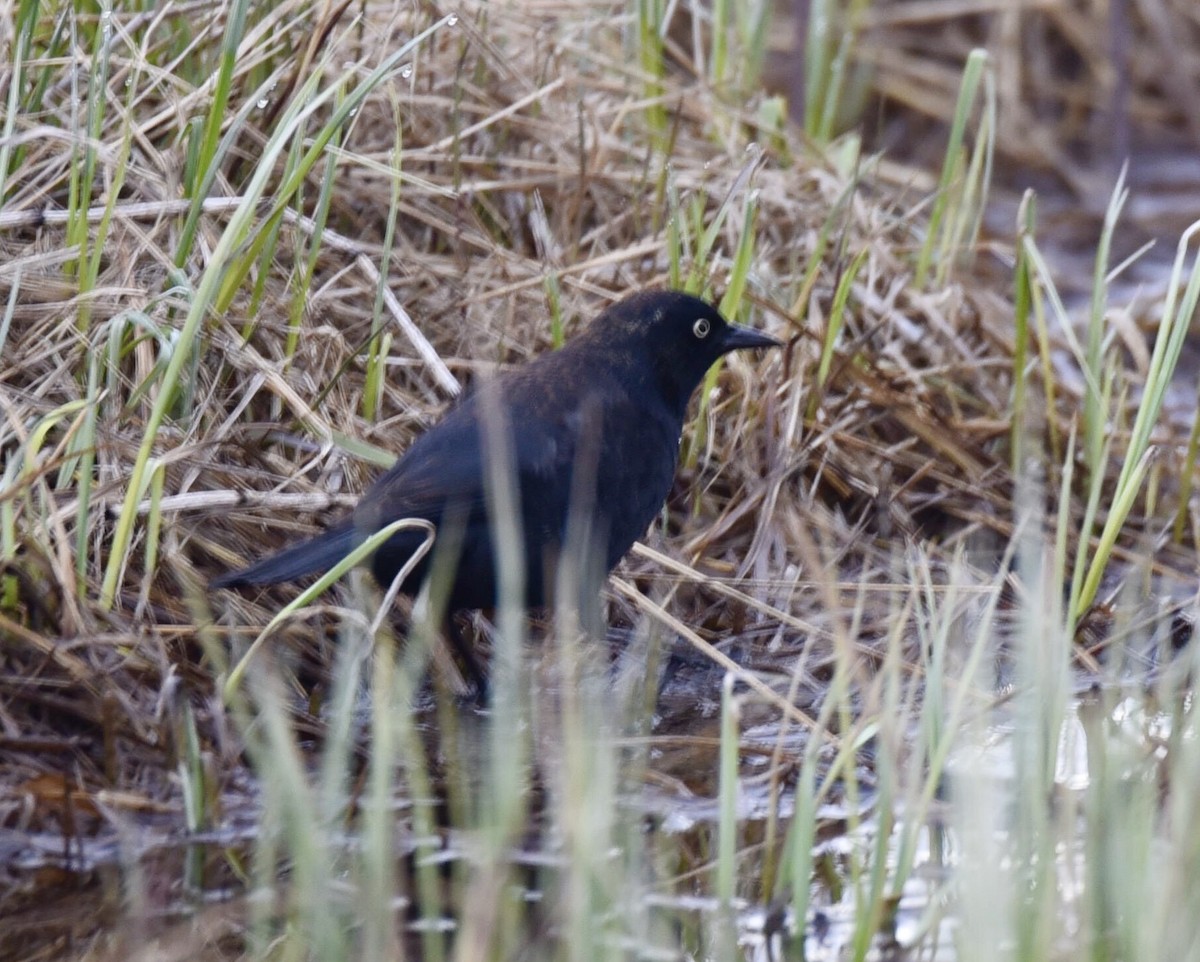 Rusty Blackbird - ML57137561