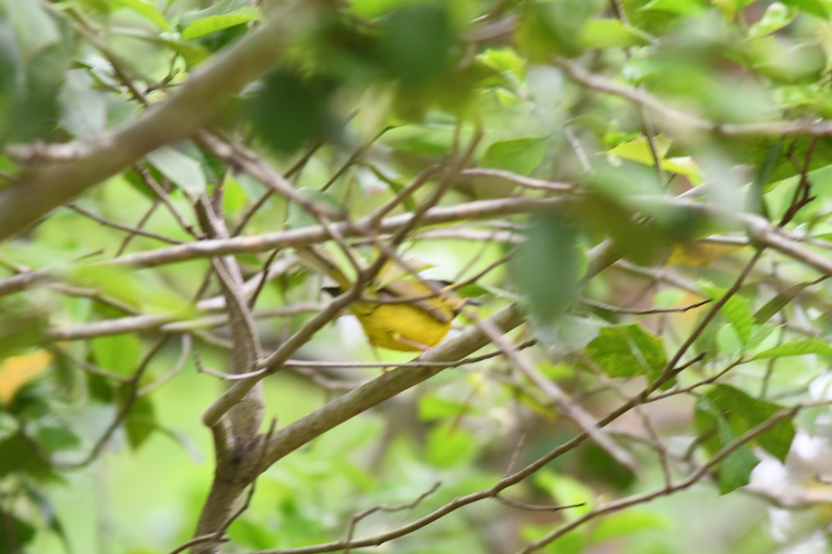 Hooded Warbler - ML571375751