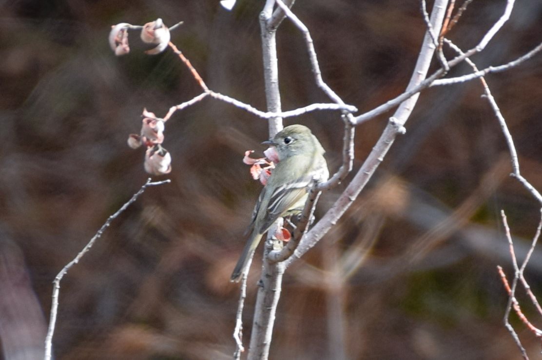 Hammond's Flycatcher - ML571377431