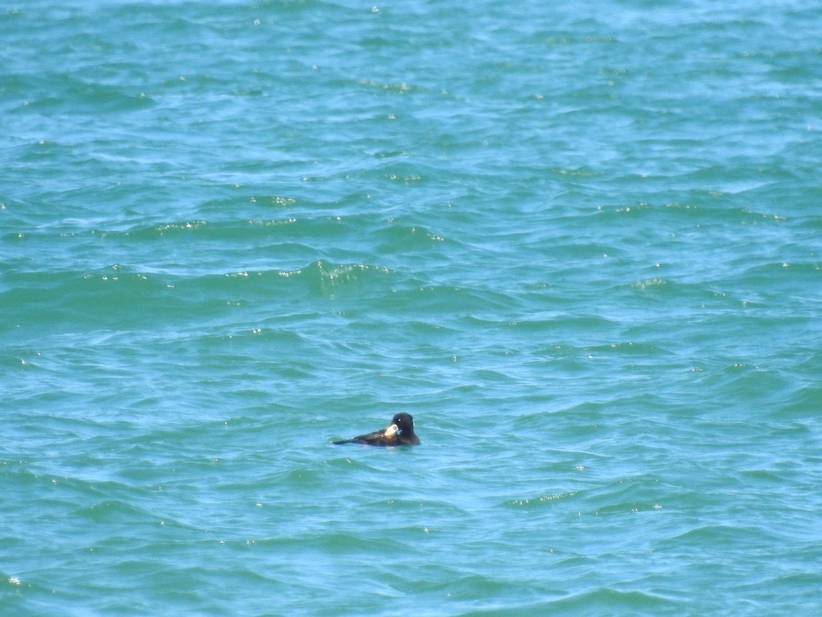 Surf Scoter - ML571377821