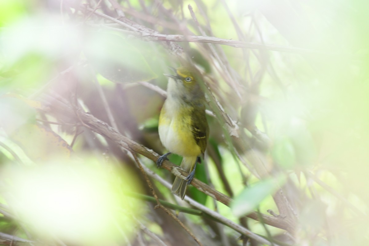 White-eyed Vireo - Luisa Gunn