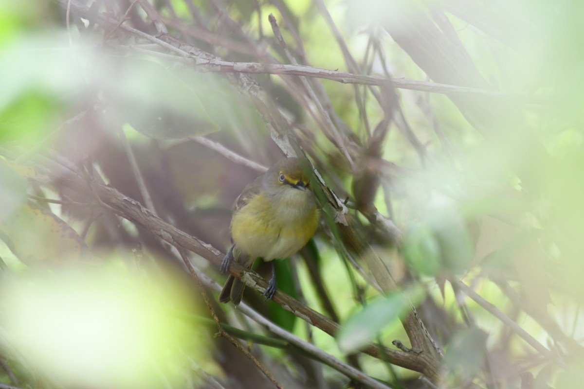 White-eyed Vireo - ML571377881