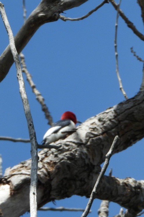Red-headed Woodpecker - ML571378881