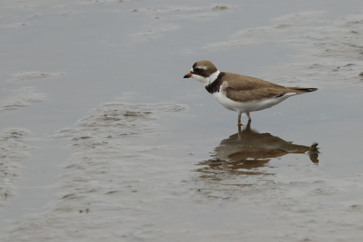 Semipalmated Plover - ML571378971