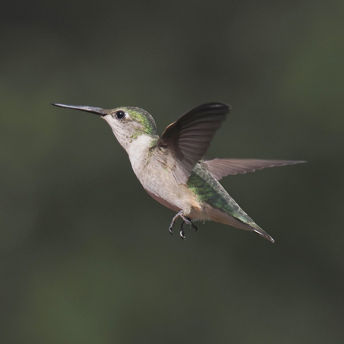 Ruby-throated Hummingbird - ML571379071