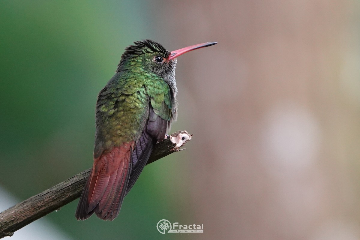 Rufous-tailed Hummingbird - Wladimir Giraldo Velasquez