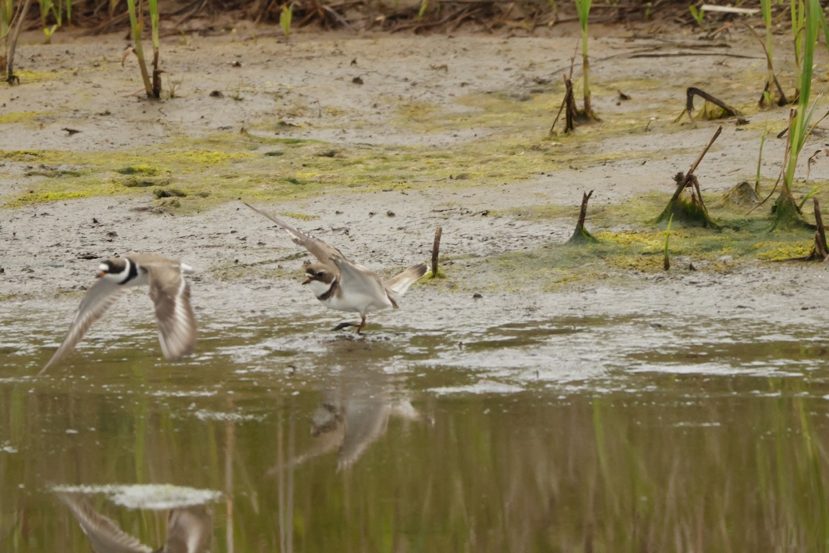 Semipalmated Plover - ML571379211